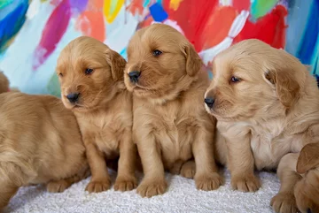 Psy rasy Golden Retriever 