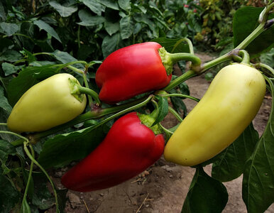 Miniatura: Zerwij te kwiaty papryki, choć serce boli....