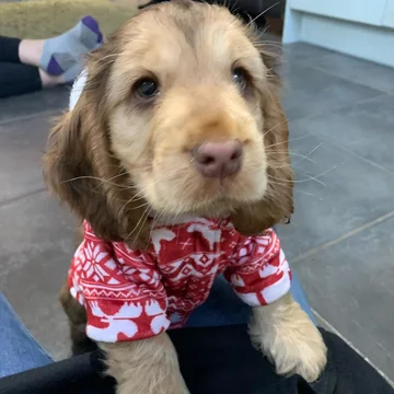 Cocker spaniel Winnie 