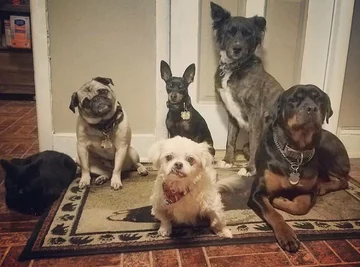 Psy, którymi opiekuje się Chris i Mariesa 