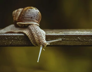 Miniatura: Sprytne sposoby na ślimaki w ogrodzie....