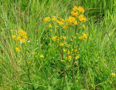 Miniatura: Wylej to pod rośliny, a będą rosły jak...