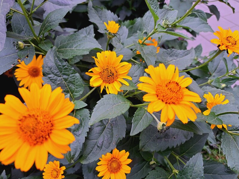 Słoneczniczek szorstki