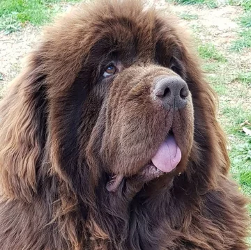 Nowofundlandy w obiektywie włascicieli 