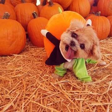 Pies Marnie 