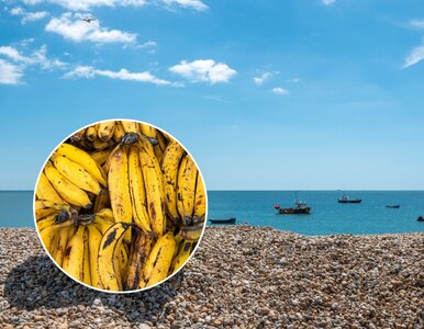 Miniatura: Blokada rejsu przez banany. Na plaży...