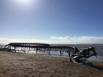 Serpent D'ocean 