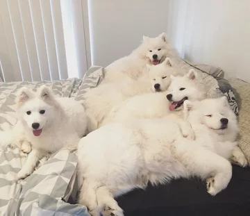 Samojedy i rodzina Sary Hegarty 