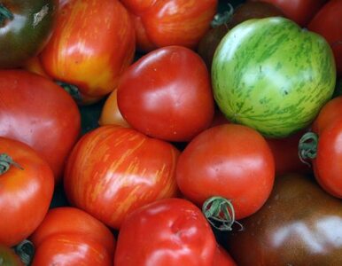 Miniatura: Chiny przodują w produkcji pomidorów