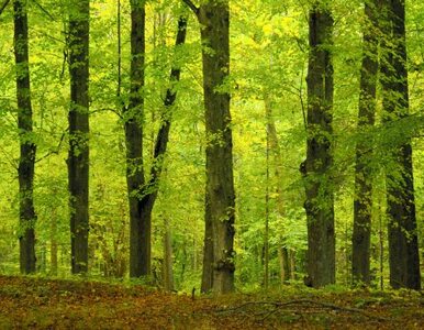 Miniatura: Lasy Państwowe wydadzą 700 mln zł....