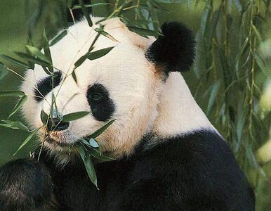 Miniatura: Miś panda czeka na koniec kryzysu
