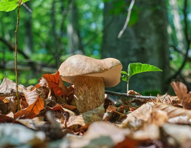 Miniatura: Mistrz grzybobrania ma się czym chwalić....