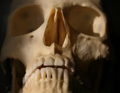 Miniatura: Do kogo należała czaszka wyłowiona z Wisły?