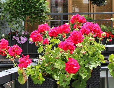 Miniatura: Podlej pelargonie tym popularnym napojem,...