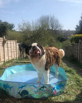 Miniatura: Bernardyn gigant. Pies o imieniu Elvis...