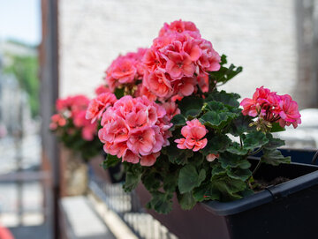 Domowa odżywka do&nbsp;pelargonii
