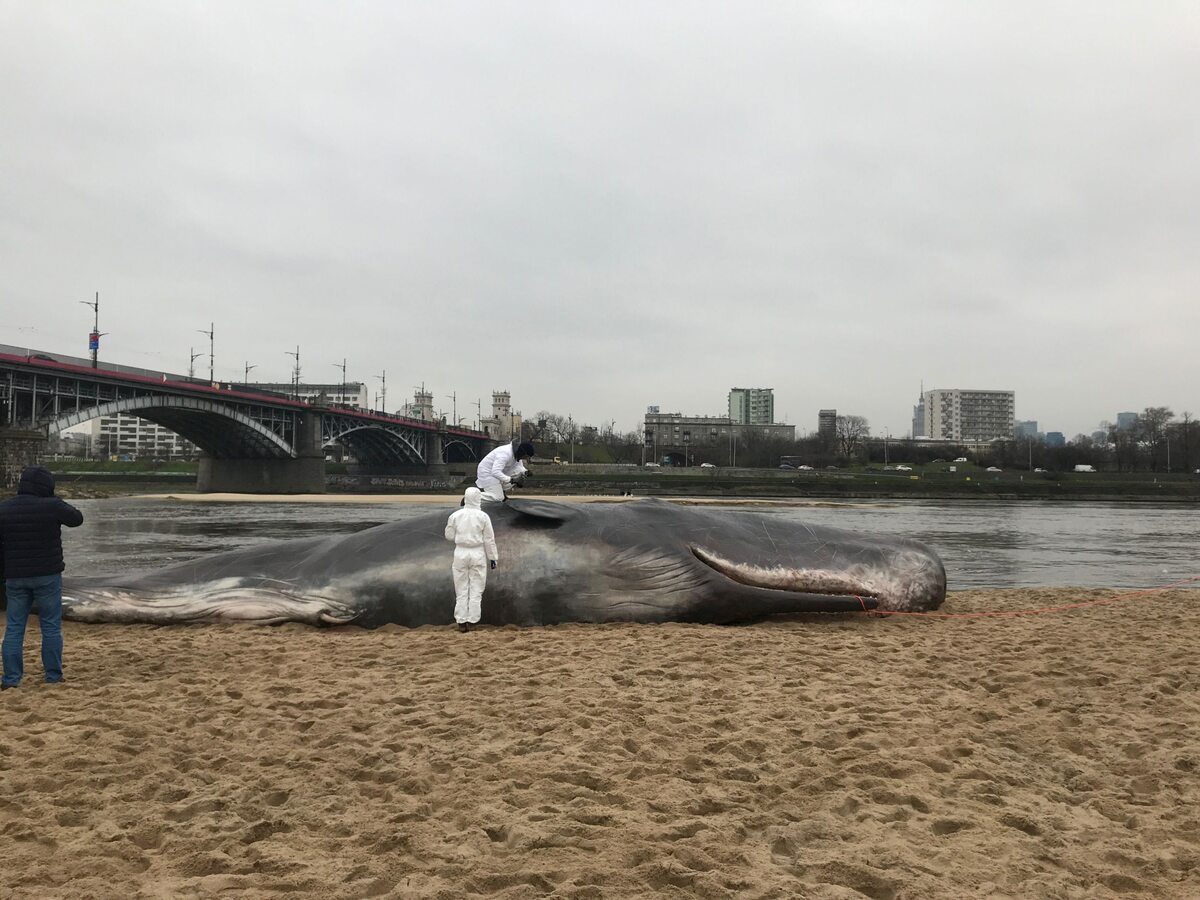Wieloryb na brzegu Wisły w Warszawie 