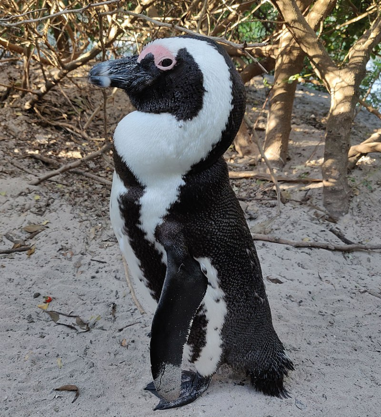 Pingwin przylądkowy 