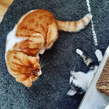 Stavros i Charlie 
