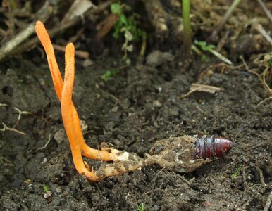 Miniatura: Tych grzybów nie zobaczysz często w...