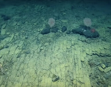Miniatura: Tajemnicze odkrycie na dnie oceanu. Czym...