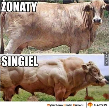 Mem na Dzień Singla 