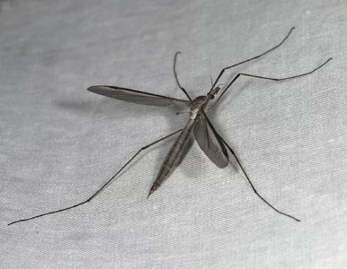 Miniatura: Myślisz, że to ogromny komar? Jeśli wleci...