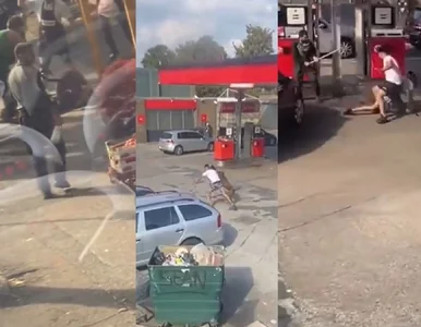 Miniatura: Pies rasy American Bully XL zaatakował...