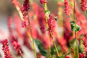 Naturalistyczny ogród Pieta Oudolfa na Vitra Campus w Weil am Rhein – przykład harmonii między dzikością a precyzyjnym projektowaniem 