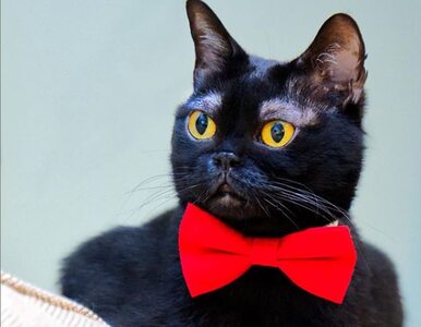 Miniatura: Czarny kot z białymi brwiami? To przepis...