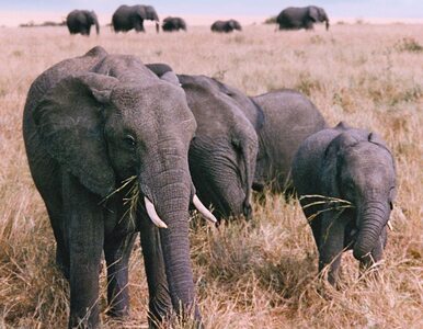 Miniatura: Tajemnicza śmierć słoni z Borneo