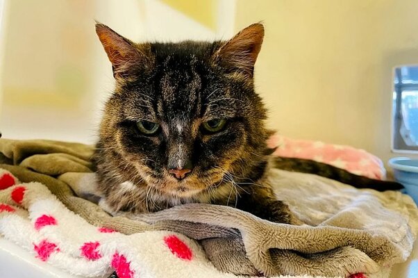 Miniatura: Ten kot zaginął 20 lat temu. Ostatnie...