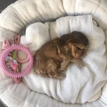 Cocker spaniel Winnie 