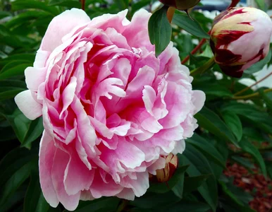 Miniatura: Nawóz do piwonii za mniej niż 2 zł....