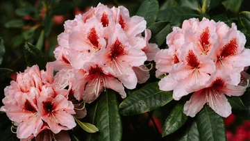 Różaneczniki w ogrodzie 