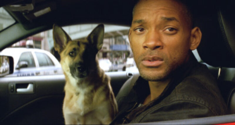 To kadr z filmu „Jestem legendą” z 2007 roku. Will Smith grał Roberta Neville'a, a pies ze zdjęcia nazywał się: