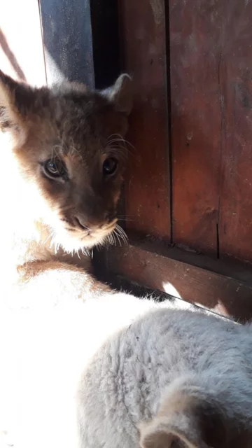 Zwierzęta w ZOO Wojciechów 