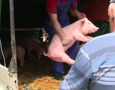 Miniatura: Transport świń w skandalicznych warunkach....