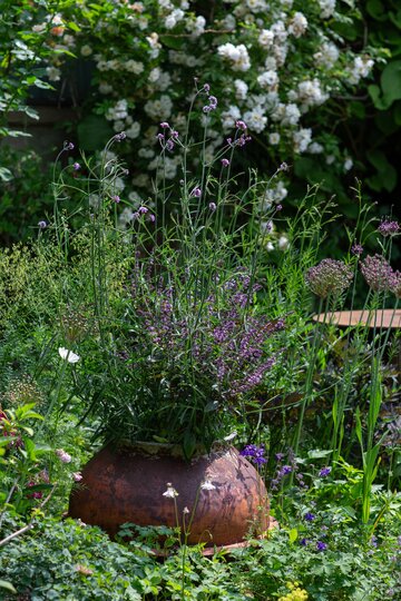 Bazylia kwiatowa Kwitnąca bazylia