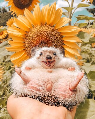 Miniatura: Były psy i koty, teraz czas na...