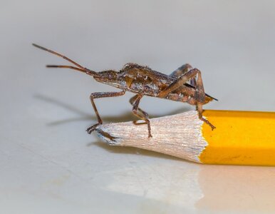 Miniatura: Śmierdzące pluskwiaki w polskich domach....