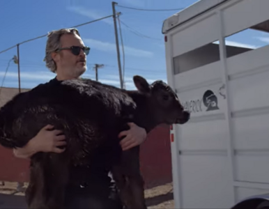 Miniatura: Joaquin Phoenix uratował krowę i cielę z...