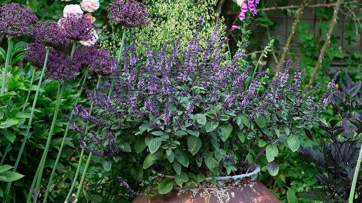 Miniatura: Bazylia kwiatowa