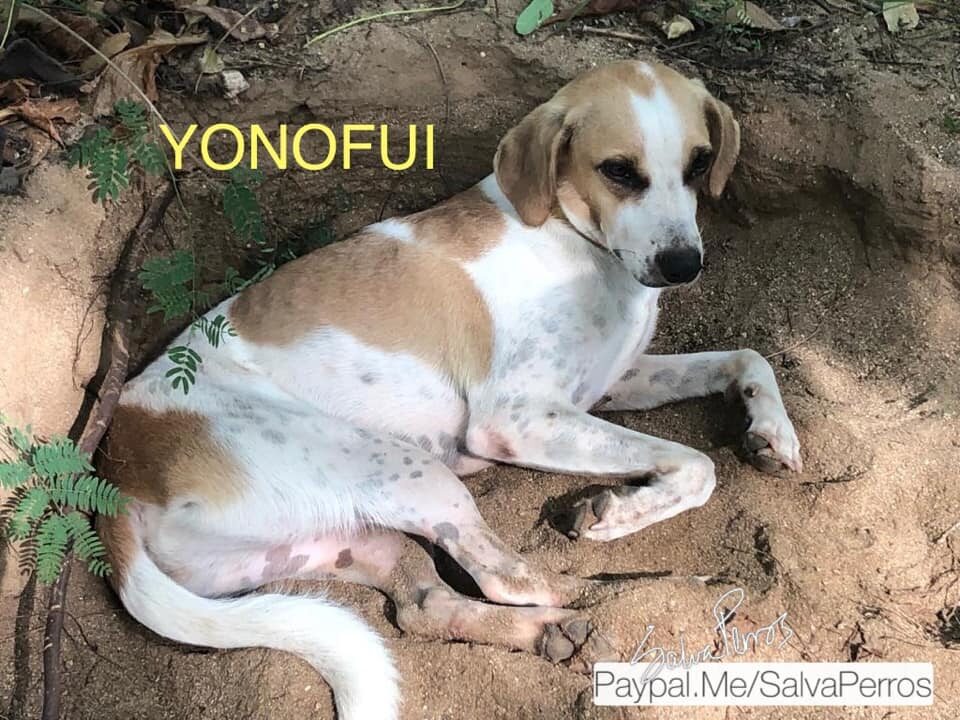 Yonofui 