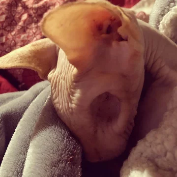 Jasper 