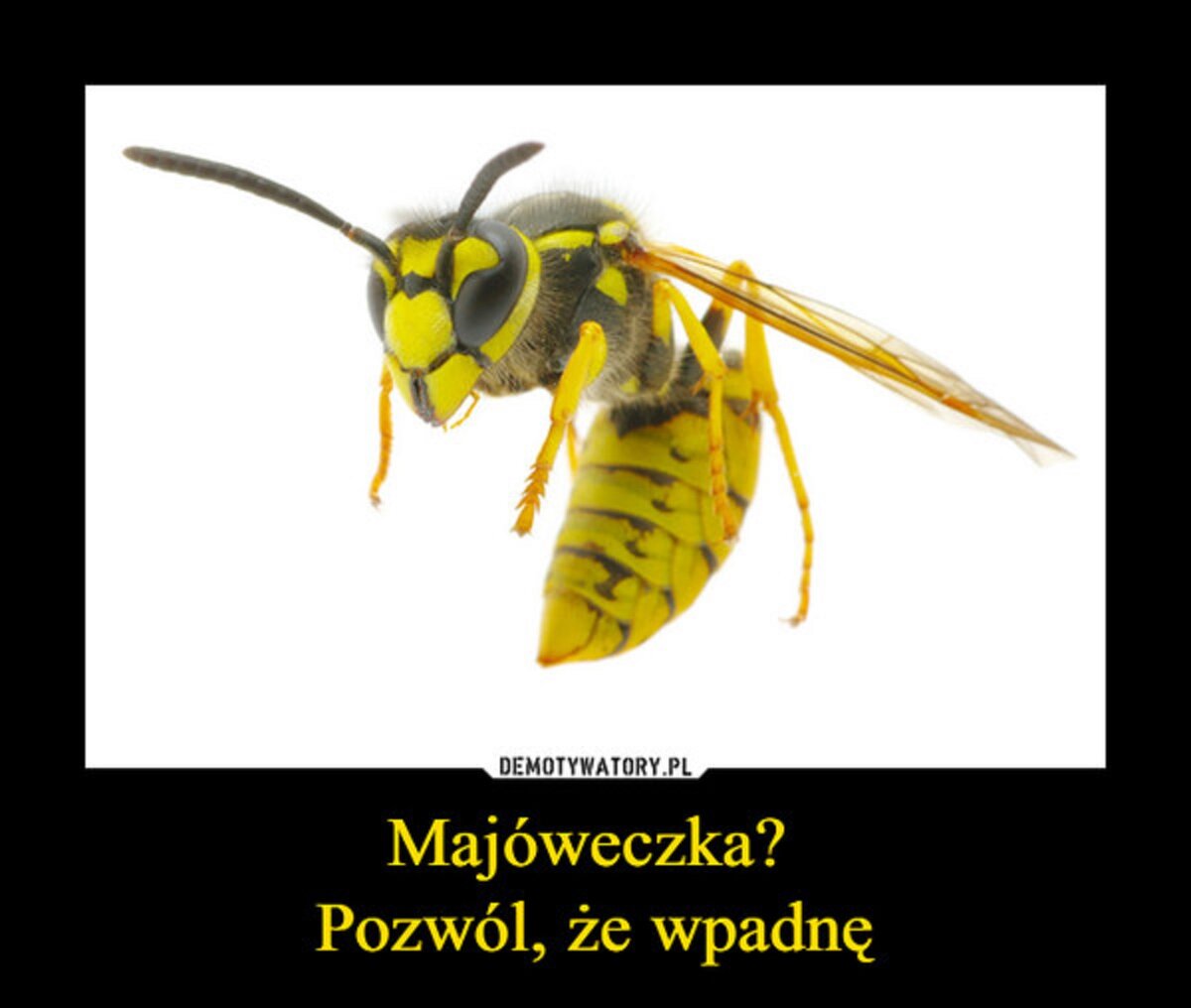 Memy na majówkę 