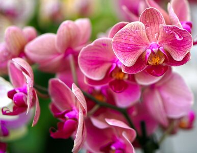 Miniatura: Wsyp dwie łyżeczki do storczyka. Wypuści...