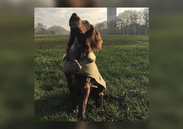 7. Olive – pies Beckhamów Pies rasy cocker spaniel uwielbia grać w piłkę nożną i podróżować. Jego profil znaleźć możecie wpisując w wyszukiwarkę na Instagramie "olivebeckham23". Ma 69 tysięcy obserwujących.