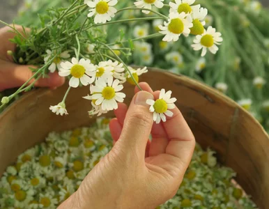 Miniatura: Co zrobić z kwiatów rumianku? Nadają się...