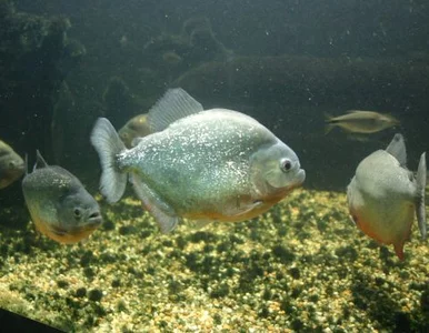 Miniatura: Thierry Henry zbuduje czteropiętrowe......